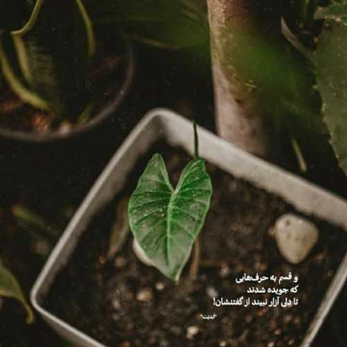 اهنگ کدخدا دیر زمانیست که دیوانه شدست پرواز همای