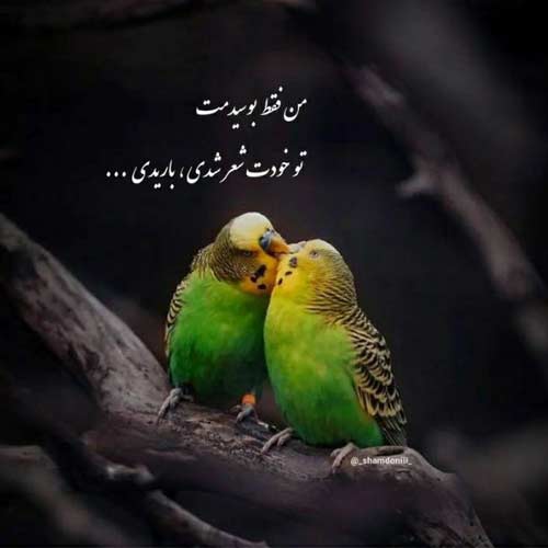 آهنگ داره ولوله میکنه میکنه قلبو نیواد