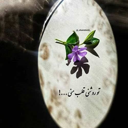 رضا میران توچی باد بی امونی
