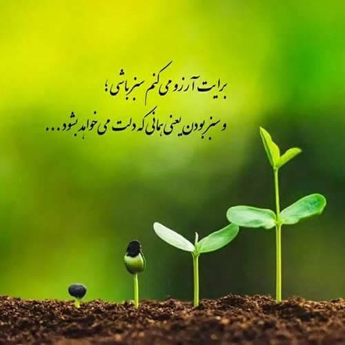 حسین آرامیده غریبه